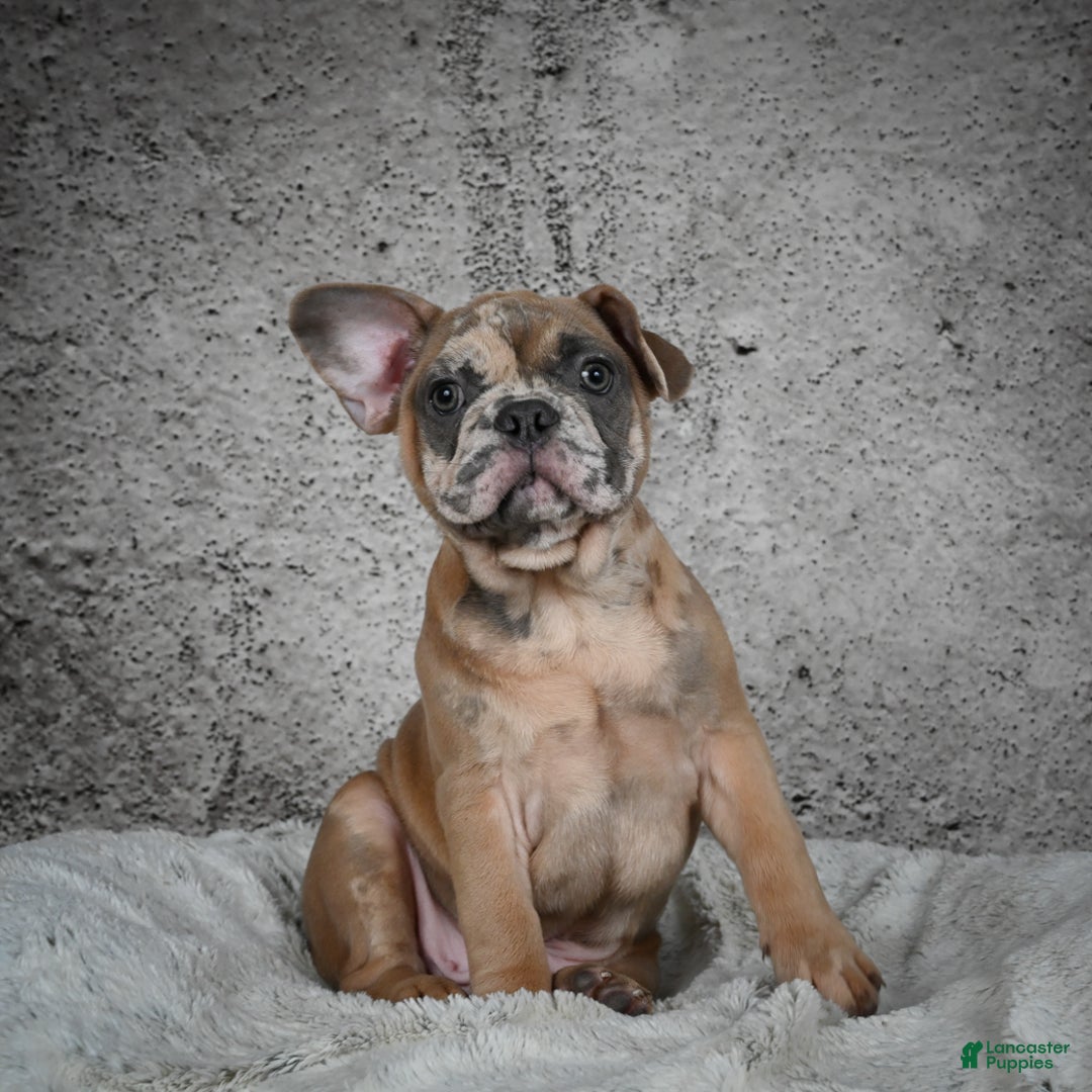 French Bulldog dogs for sale: Gus - Ad 8