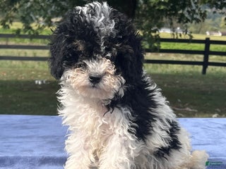 Mini Bernedoodle dogs - Ad 34