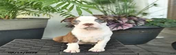 Boston Terrier dogs for sale: Roxy  - Ad 4