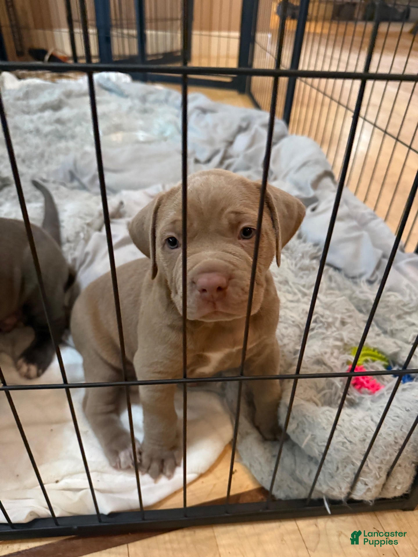 American Pit Bull Terrier dogs for sale: Pup2 - Ad 1