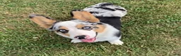 Welsh Corgi Pembroke dogs for sale: Daisy - Ad 5