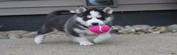 Siberian Husky dogs for sale: Timber - Ad 5