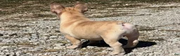 French Bulldog dogs for sale: Buddy - Ad 4