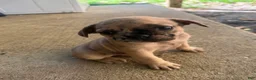 French Bulldog dogs for sale: MJ - Ad 10