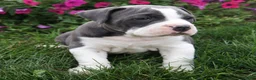 Olde English Bulldogge dogs for sale: Pepsi - Ad 3