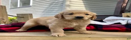 Golden Retriever dogs for sale: Marley❤️AKC Hip Cert - Ad 3