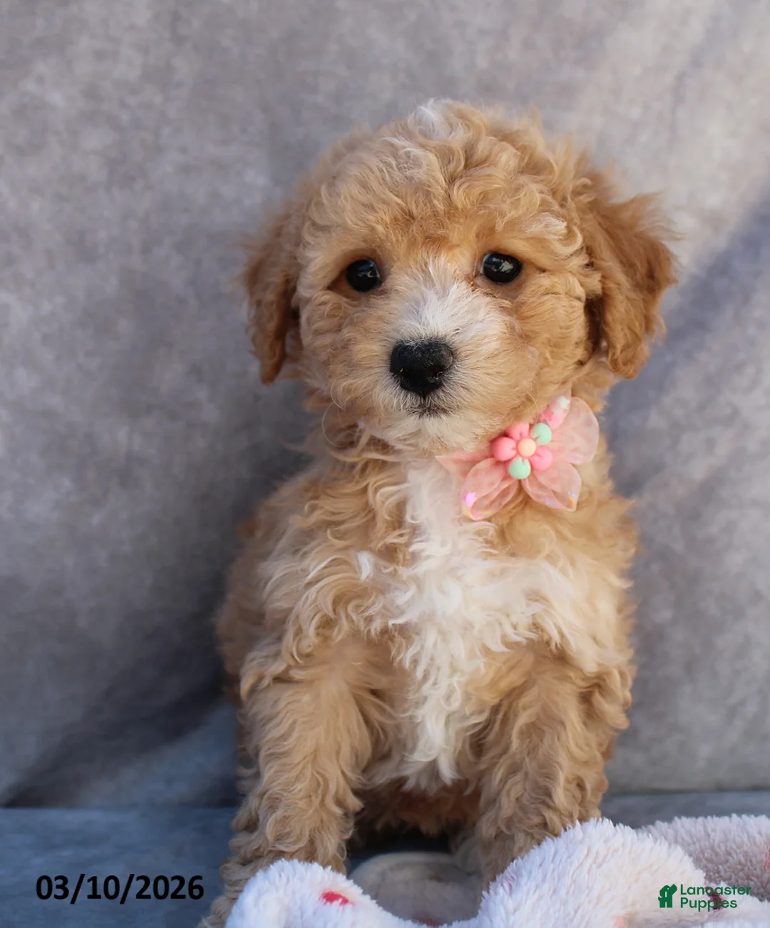 Bichpoo dogs for sale: Carmen - Ad 1