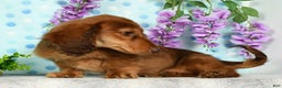 Miniature Dachshund dogs for sale: Murry - Ad 2