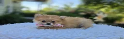 Pomeranian dogs for sale: Shadow - Ad 7
