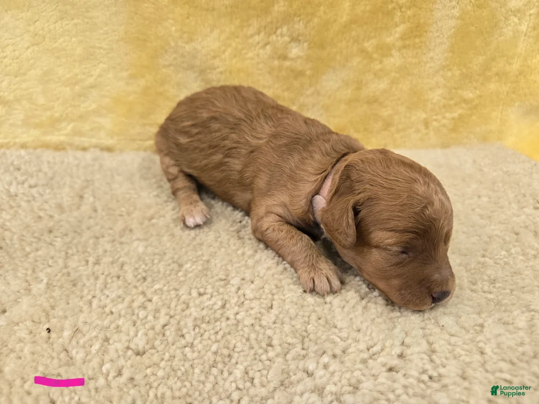 Mini Goldendoodle dogs for sale: Maddy - Ad 2