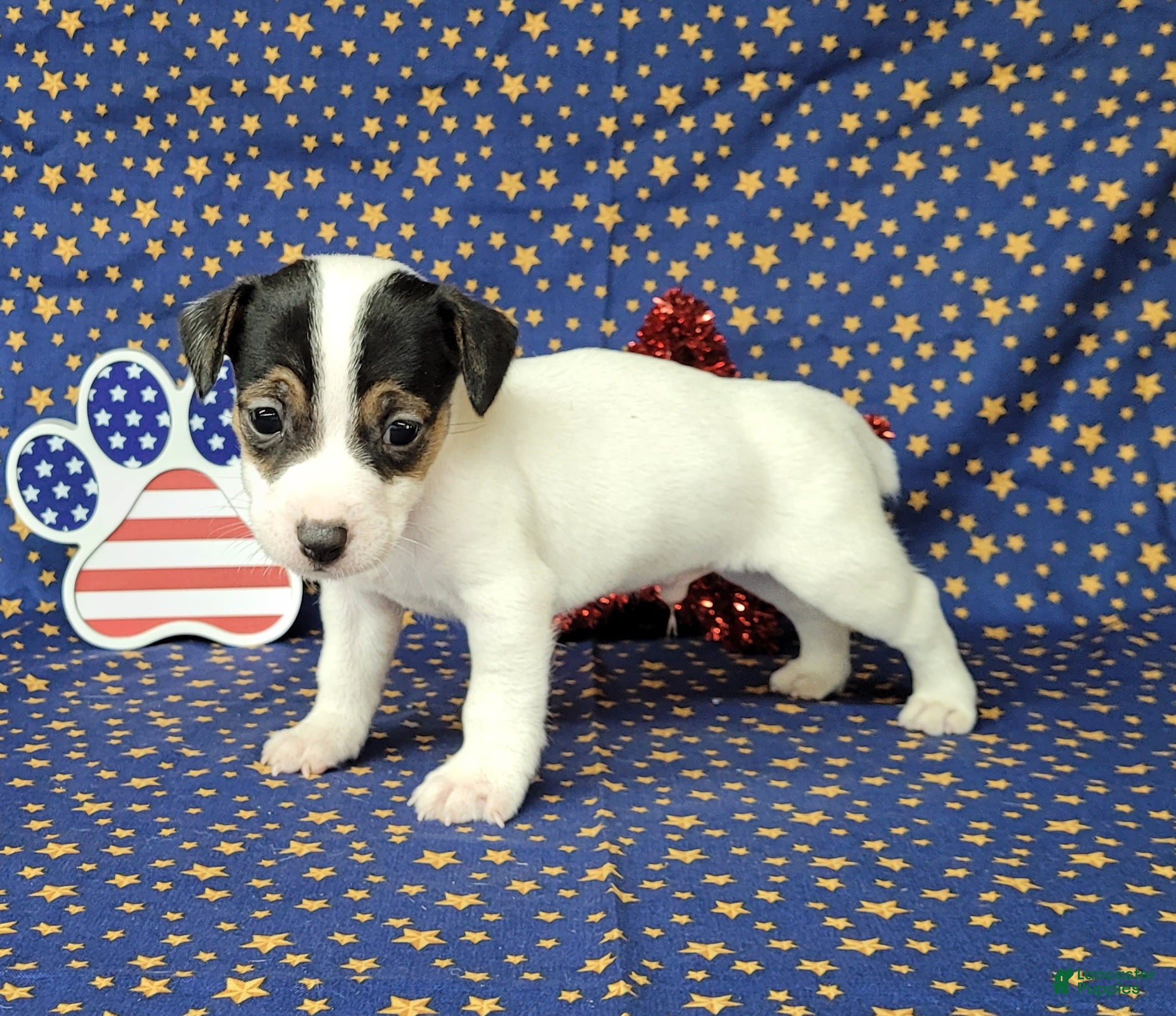 Jack Russell Terrier dogs RICOCHET Delivery available  - Ad 36