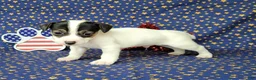 Jack Russell Terrier dogs for sale: RICOCHET Delivery available  - Ad 10