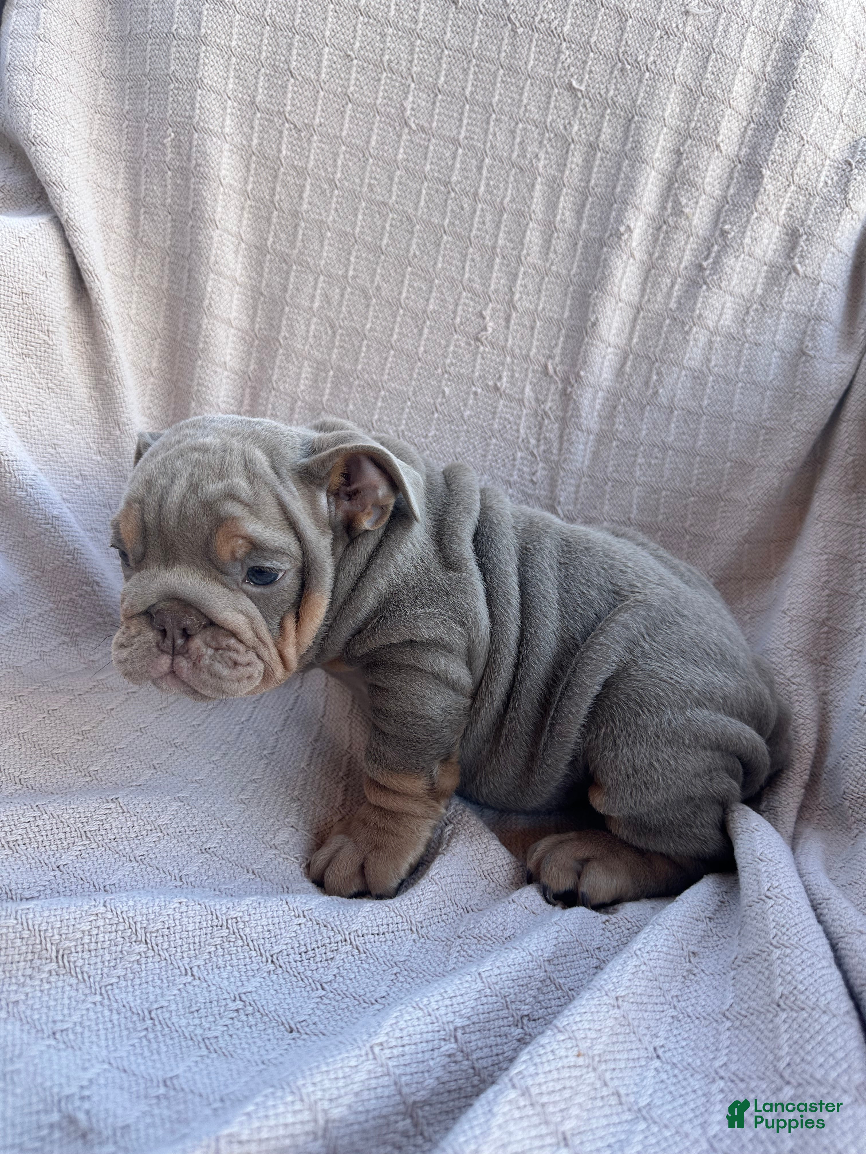 English Bulldog dogs for sale: English Bulldog 2 - Ad 2
