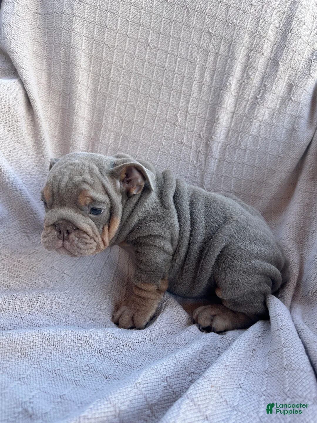 English Bulldog dogs for sale: English Bulldog 2 - Ad 1