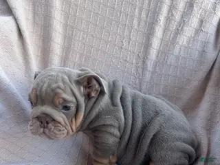 English Bulldog dogs English Bulldog 2 - Ad 23