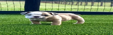 Madam Betty Jo of Bulldogs Inc.