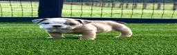 English Bulldog dogs for sale: Madam Betty Jo of Bulldogs Inc. - Ad 1