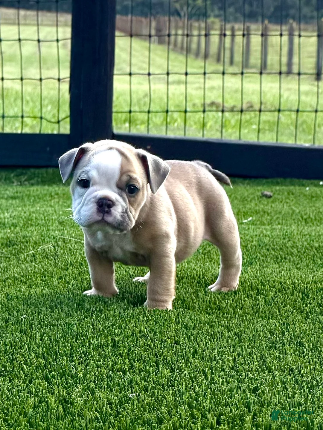 English Bulldog dogs for sale: Madam Betty Jo of Bulldogs Inc. - Ad 1
