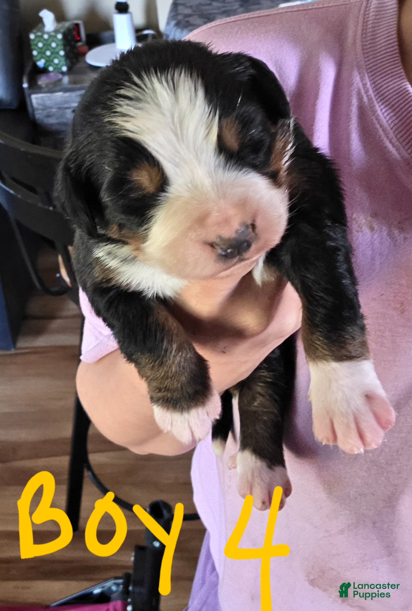 Bernese Mountain Dog dogs Bernese Mountain Dog Puppy 2 - Ad 19