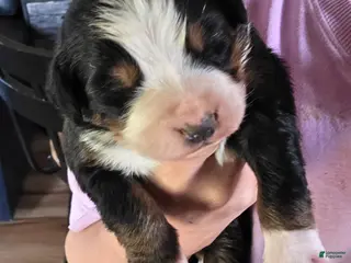 Bernese Mountain Dog dogs Bernese Mountain Dog Puppy 2 - Ad 19