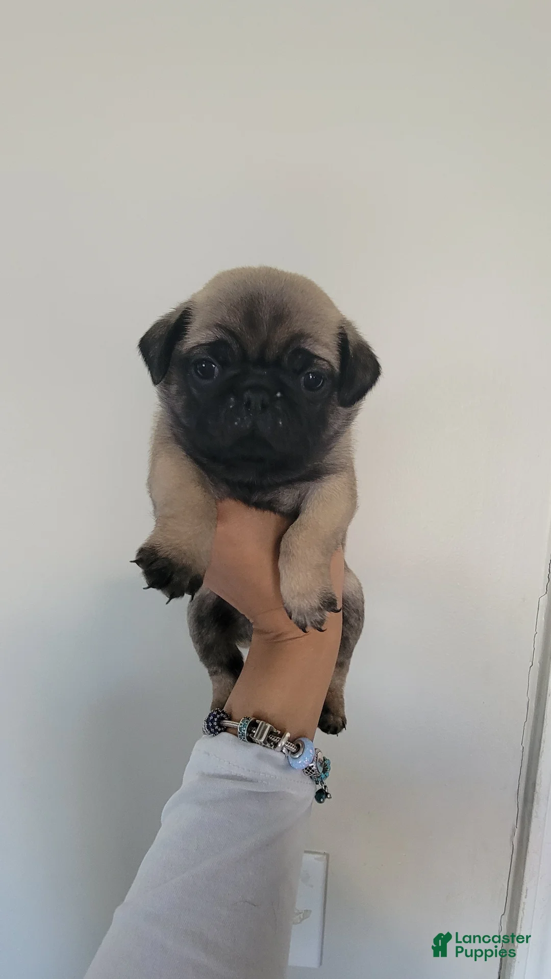 Pug dogs for sale: Orange boy  - Ad 1