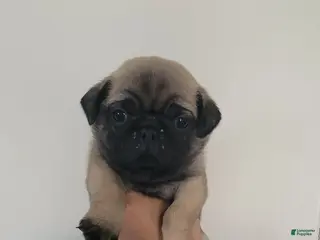 Pug dogs Orange boy - Ad 11