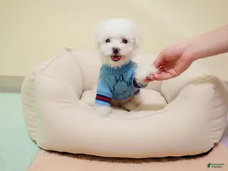 Maltipoo dogs WOODY - Ad 12