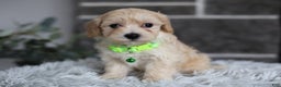 Maltipoo dogs for sale: Sawyer - Ad 4