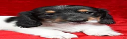 Miniature Dachshund dogs for sale: Logan - Ad 7