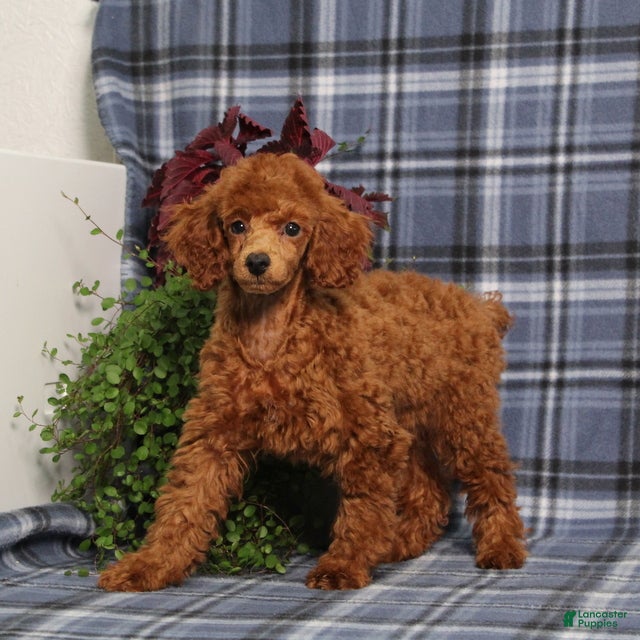 Miniature Poodle dogs Clue Junior - Ad 1