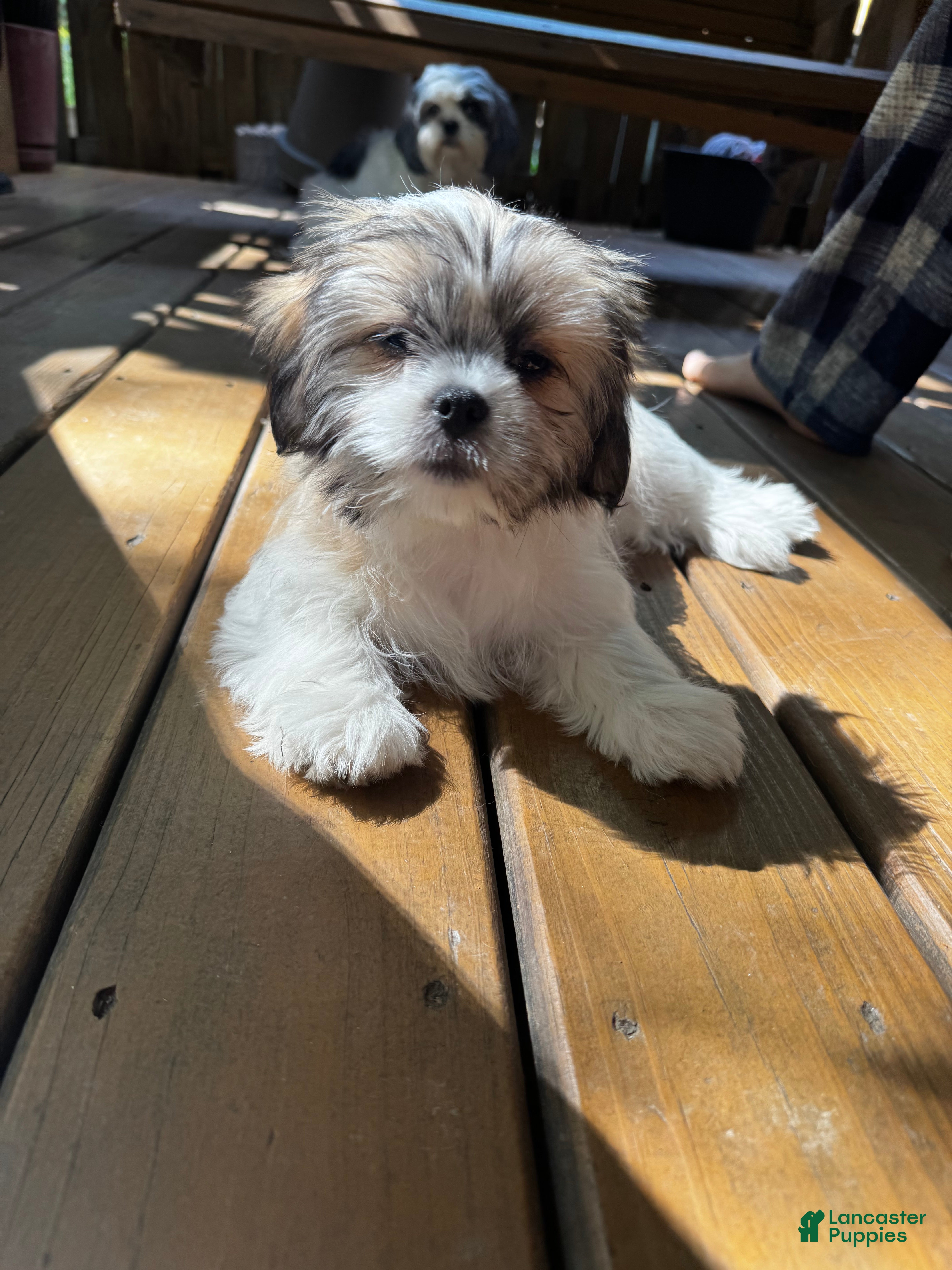 Shih Tzu dogs Margarita  - Ad 39