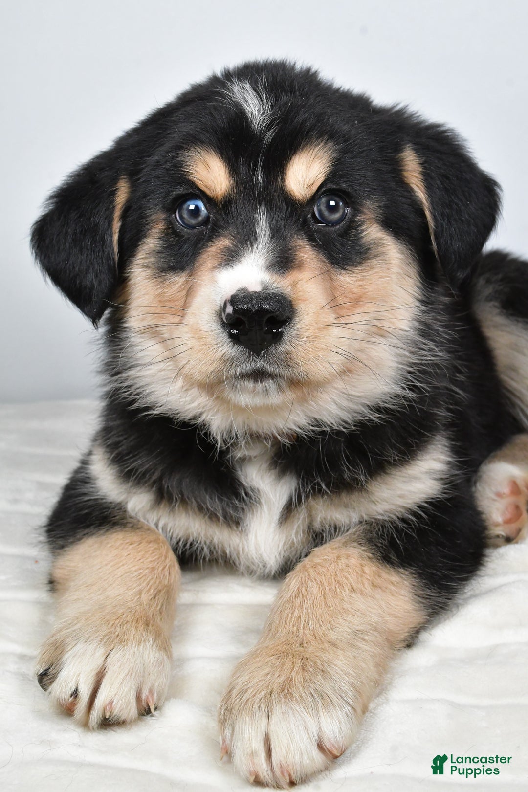 Mixed Breed dogs for sale: Cash - Ad 5