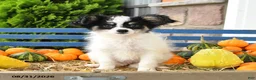 Papillon dogs for sale: Moss - Ad 4
