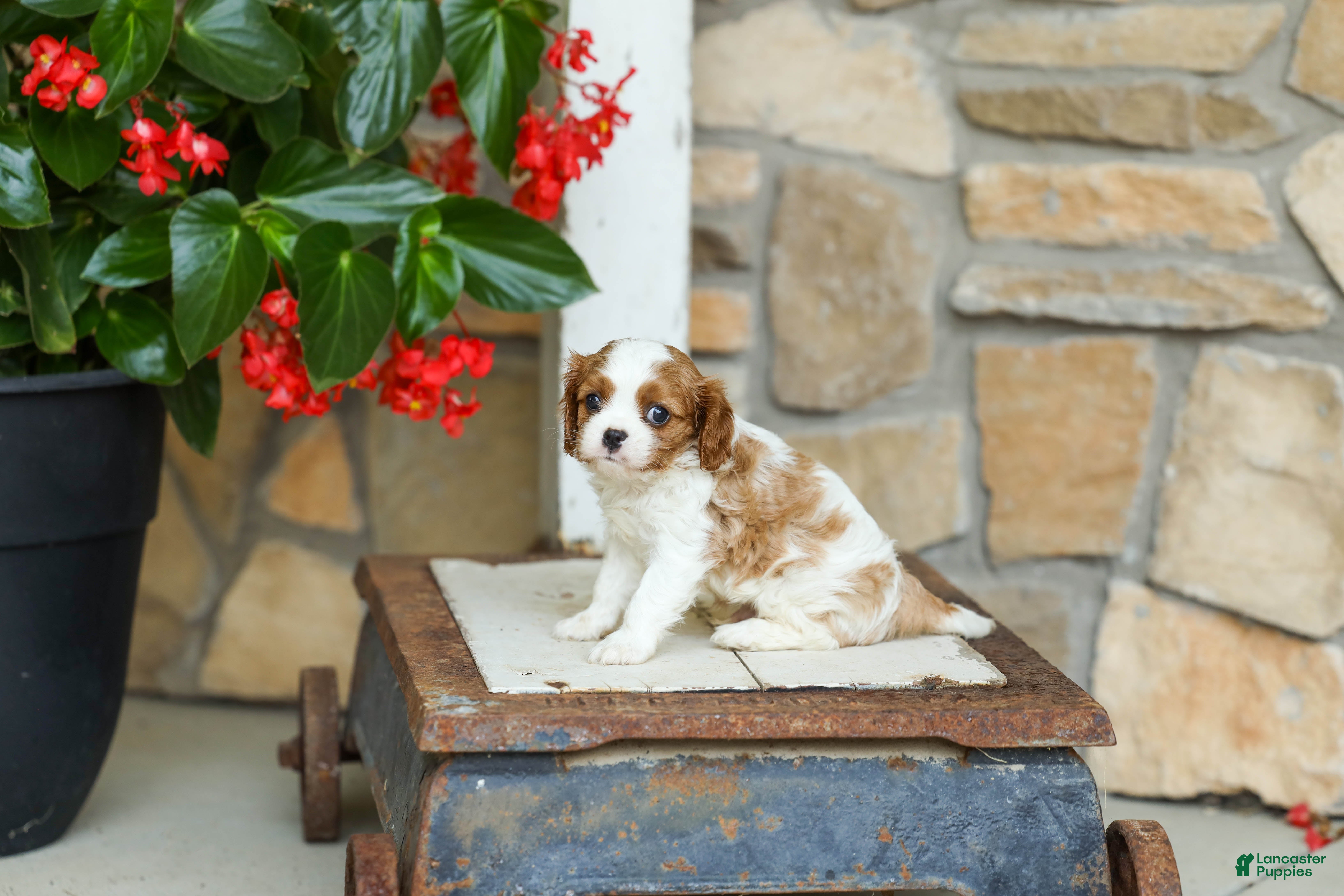 Cavalier King Charles Spaniel dogs for sale: AKC Wyatt - Ad 1
