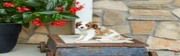 Cavalier King Charles Spaniel dogs for sale: AKC Wyatt - Ad 1