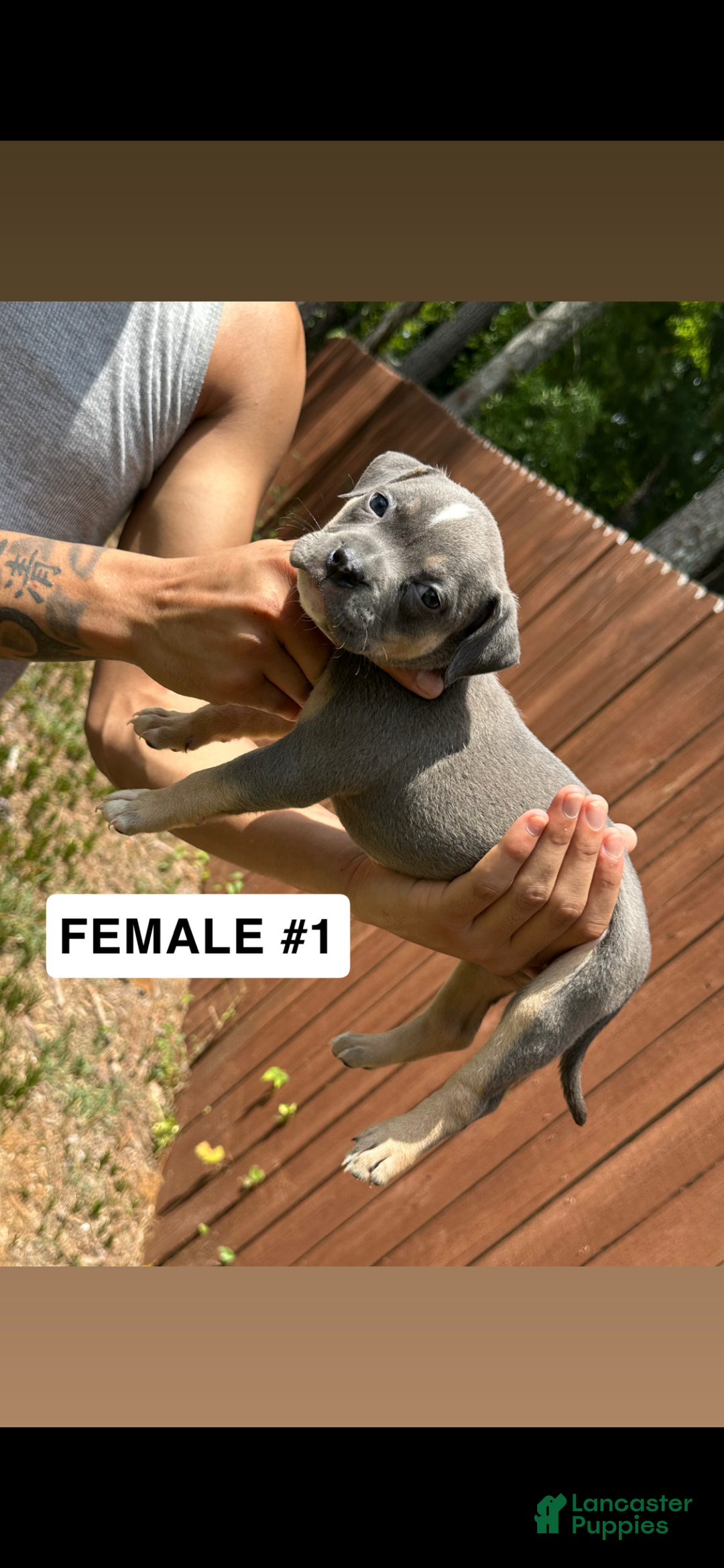 American Bully dogs for sale: American Bully Puppy 3 - Ad 3