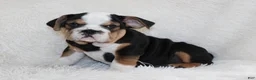 English Bulldog dogs for sale: Mabel - Ad 13