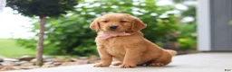 Golden Retriever dogs for sale: Bailey - Ad 1