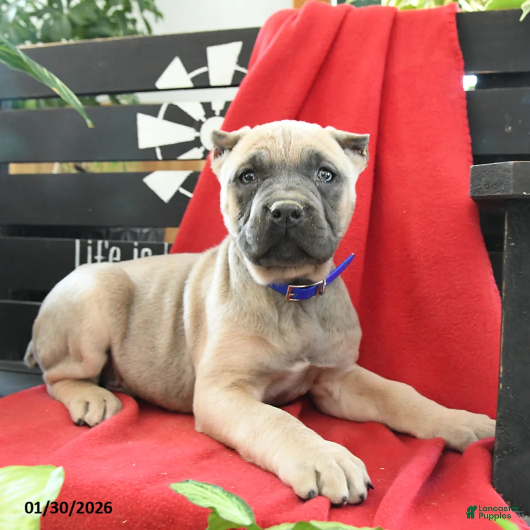 Cane Corso dogs for sale: Enzo - Ad 3