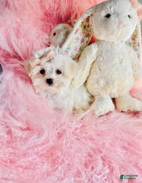 Maltese dogs Maltese 1 - Ad 1