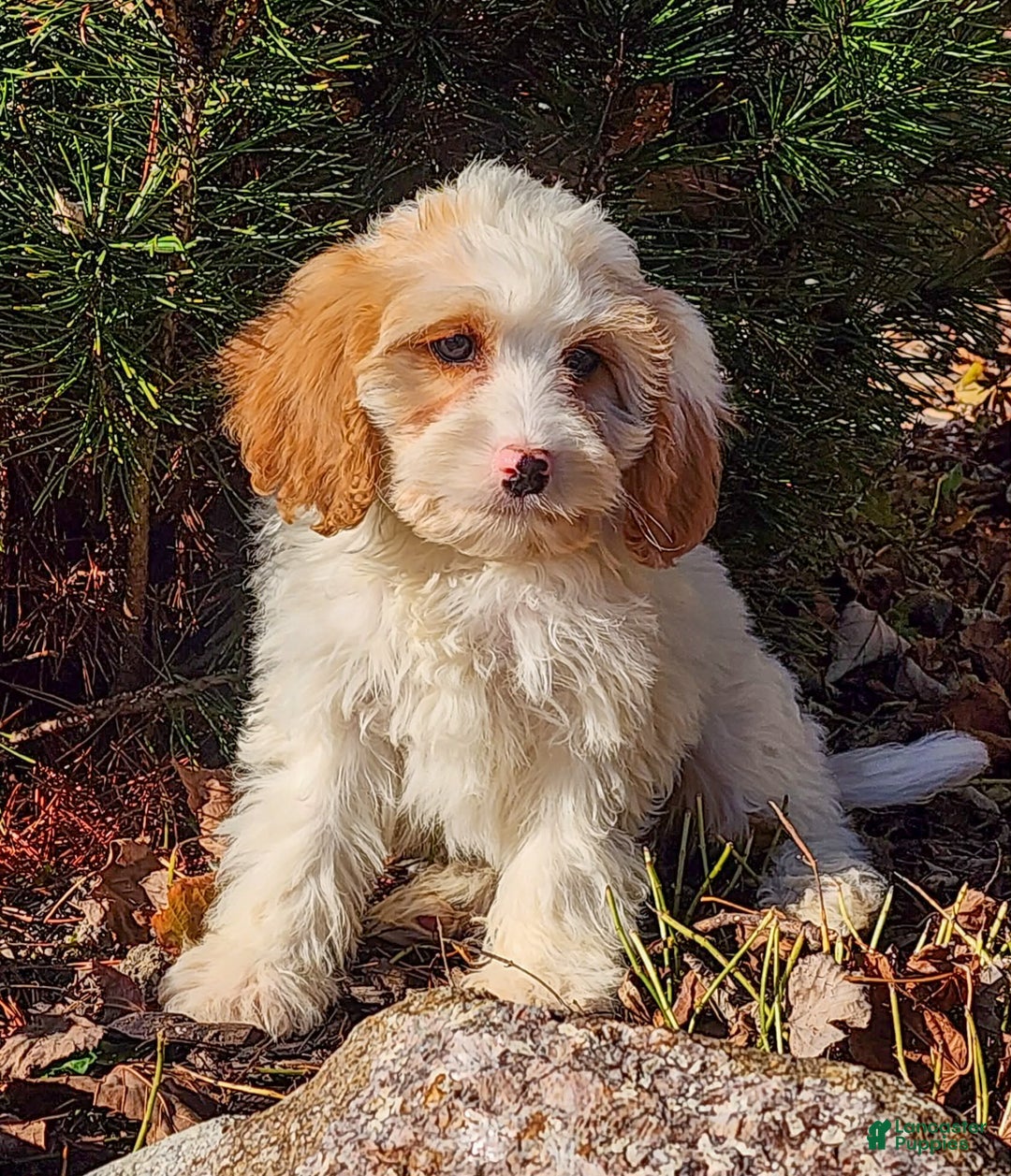 Cavapoo dogs for sale: Selena - Ad 2