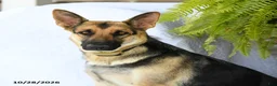 German Shepherd dogs for sale: Ringo - Ad 6
