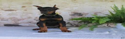 Doberman Pinscher dogs for sale: Sparky - Ad 3