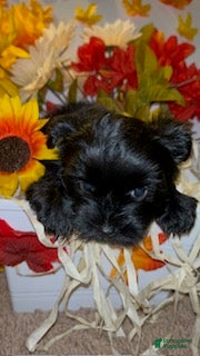 Shorkie dogs Blacky - Ad 1