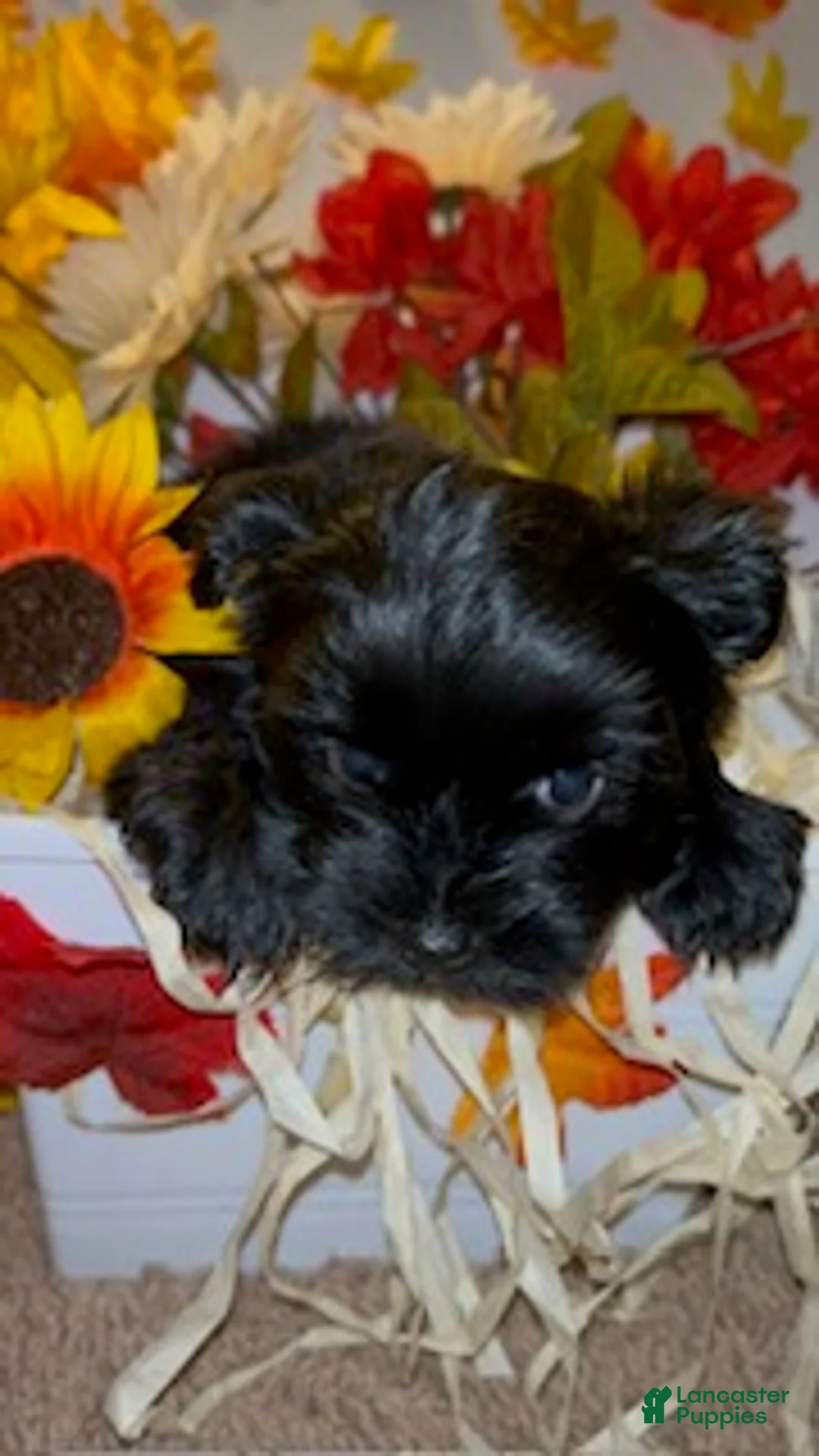 Shorkie dogs for sale: Blacky - Ad 1