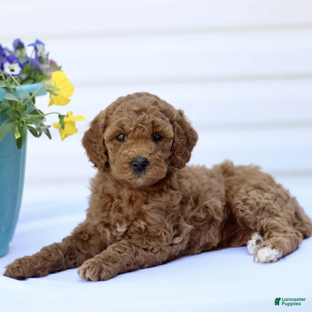 Mini Goldendoodle dogs for sale: Sweetheart  - Ad 1