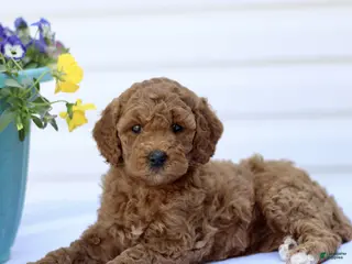 Mini Goldendoodle dogs for sale: Sweetheart - Ad 4