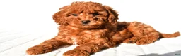 Mini Goldendoodle dogs for sale: Cinnamon  - Ad 4