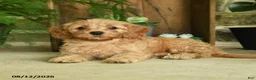 Cavapoo dogs for sale: Poppy - Ad 4