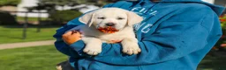 Labrador Retriever dogs for sale: Stormy - Ad 19